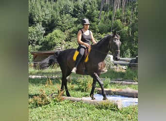 Plus de chevaux à sang chaud, Hongre, 8 Ans, 156 cm, Noir