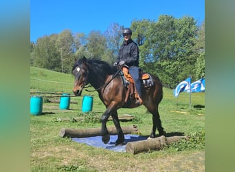 Plus de chevaux à sang chaud, Hongre, 8 Ans, 157 cm, Bai