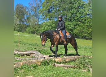 Plus de chevaux à sang chaud, Hongre, 8 Ans, 157 cm, Bai