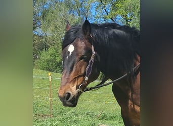 Plus de chevaux à sang chaud, Hongre, 8 Ans, 157 cm, Bai