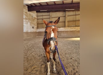 Plus de chevaux à sang chaud, Hongre, 8 Ans, 157 cm, Pinto
