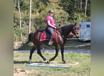 Plus de chevaux à sang chaud, Hongre, 8 Ans, 162 cm, Noir