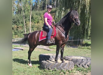 Plus de chevaux à sang chaud, Hongre, 8 Ans, 162 cm, Noir