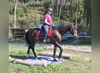 Plus de chevaux à sang chaud, Hongre, 8 Ans, 162 cm, Noir