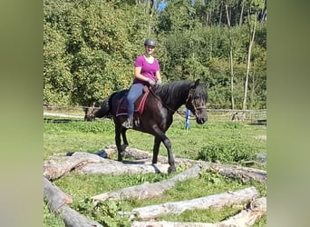 Plus de chevaux à sang chaud, Hongre, 8 Ans, 162 cm, Noir