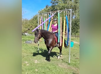 Plus de chevaux à sang chaud, Hongre, 8 Ans, 162 cm, Noir