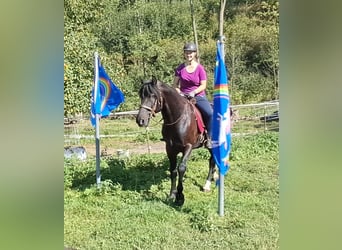 Plus de chevaux à sang chaud, Hongre, 8 Ans, 162 cm, Noir