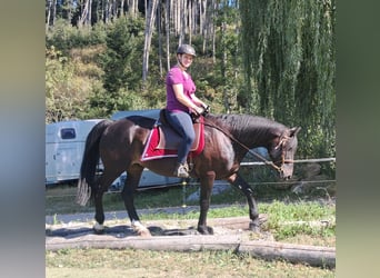 Plus de chevaux à sang chaud, Hongre, 8 Ans, 162 cm, Noir