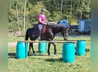 Plus de chevaux à sang chaud, Hongre, 8 Ans, 162 cm, Noir