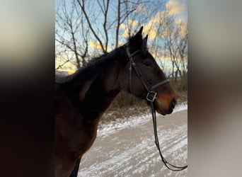 Plus de chevaux à sang chaud, Hongre, 8 Ans, 164 cm, Bai brun