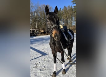 Plus de chevaux à sang chaud, Hongre, 8 Ans, 165 cm, Bai brun