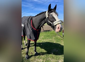 Plus de chevaux à sang chaud, Hongre, 8 Ans, 165 cm, Noir