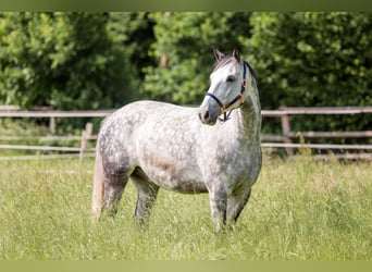 Plus de chevaux à sang chaud Croisé, Hongre, 8 Ans, 166 cm, Gris