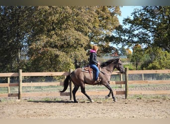 Plus de chevaux à sang chaud, Hongre, 8 Ans, 168 cm, Grullo