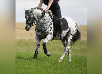 Plus de chevaux à sang chaud, Hongre, 9 Ans, 156 cm, Léopard