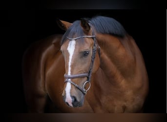 Plus de chevaux à sang chaud, Hongre, 9 Ans, 157 cm, Bai