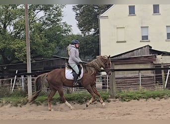 Plus de chevaux à sang chaud Croisé, Hongre, 9 Ans, 159 cm, Alezan brûlé