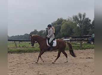 Plus de chevaux à sang chaud Croisé, Hongre, 9 Ans, 159 cm, Alezan brûlé