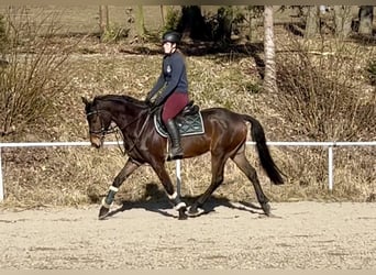 Plus de chevaux à sang chaud, Hongre, 9 Ans, 160 cm, Bai