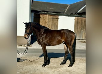 Plus de chevaux à sang chaud, Hongre, 9 Ans, 160 cm, Bai