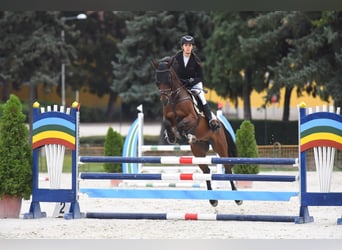 Plus de chevaux à sang chaud, Hongre, 9 Ans, 161 cm, Bai