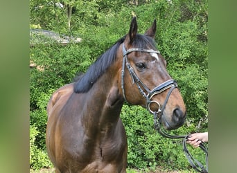 Plus de chevaux à sang chaud, Hongre, 9 Ans, 163 cm, Bai brun foncé