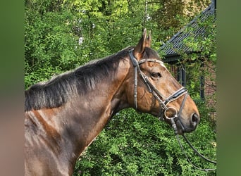 Plus de chevaux à sang chaud, Hongre, 9 Ans, 163 cm, Bai brun foncé