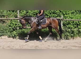 Plus de chevaux à sang chaud, Hongre, 9 Ans, 163 cm, Bai brun foncé