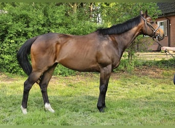 Plus de chevaux à sang chaud, Hongre, 9 Ans, 163 cm, Bai brun foncé