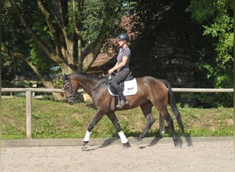 Plus de chevaux à sang chaud, Hongre, 9 Ans, 163 cm, Bai brun foncé