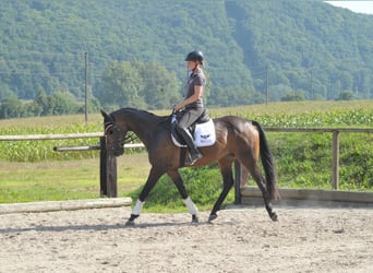 Plus de chevaux à sang chaud, Hongre, 9 Ans, 163 cm, Bai brun foncé