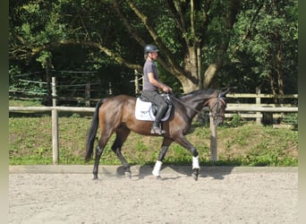 Plus de chevaux à sang chaud, Hongre, 9 Ans, 163 cm, Bai brun foncé