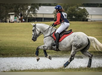 Plus de chevaux à sang chaud, Hongre, 9 Ans, 163 cm, Gris pommelé