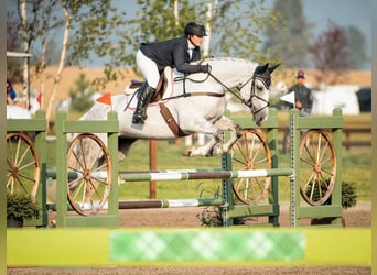 Plus de chevaux à sang chaud, Hongre, 9 Ans, 163 cm, Gris pommelé