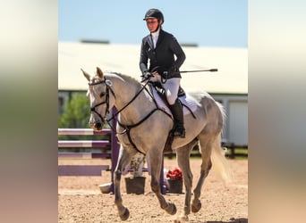 Plus de chevaux à sang chaud, Hongre, 9 Ans, 163 cm, Gris pommelé
