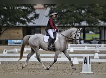 Plus de chevaux à sang chaud, Hongre, 9 Ans, 163 cm, Gris pommelé