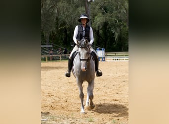 Plus de chevaux à sang chaud, Hongre, 9 Ans, 163 cm, Gris pommelé