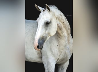 Plus de chevaux à sang chaud, Hongre, 9 Ans, 163 cm, Gris pommelé