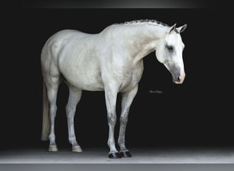 Plus de chevaux à sang chaud, Hongre, 9 Ans, 163 cm, Gris pommelé