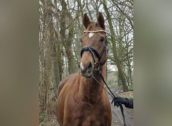 Plus de chevaux à sang chaud, Hongre, 9 Ans, 165 cm, Alezan brûlé
