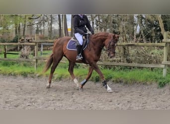 Plus de chevaux à sang chaud, Hongre, 9 Ans, 165 cm, Alezan brûlé