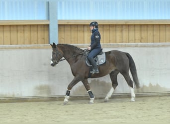 Plus de chevaux à sang chaud, Hongre, 9 Ans, 167 cm, Alezan brûlé