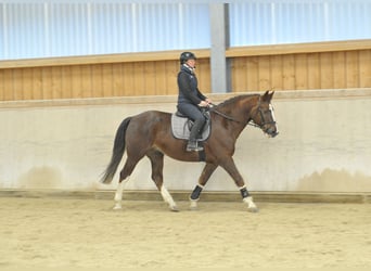 Plus de chevaux à sang chaud, Hongre, 9 Ans, 167 cm, Alezan brûlé