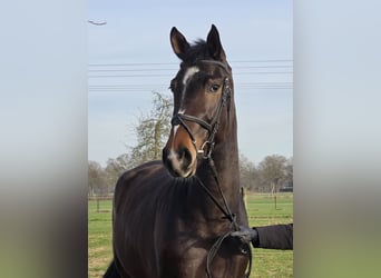 Plus de chevaux à sang chaud, Hongre, 9 Ans, 170 cm, Bai