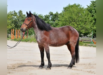 Plus de chevaux à sang chaud, Hongre, 9 Ans, 170 cm, Gris (bai-dun)