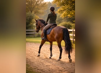 Plus de chevaux à sang chaud, Inconnu, 10 Ans