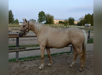 Plus de chevaux à sang chaud, Jument, 10 Ans, 156 cm, Palomino