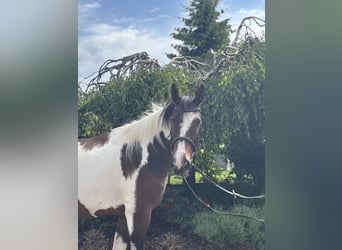 Plus de chevaux à sang chaud, Jument, 10 Ans, 158 cm, Pinto