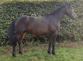 Plus de chevaux à sang chaud, Jument, 10 Ans, 162 cm, Bai