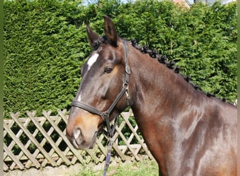 Plus de chevaux à sang chaud, Jument, 10 Ans, 163 cm, Bai